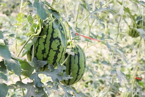 近期热门网红吃瓜,揭秘近期热门事件背后的真相